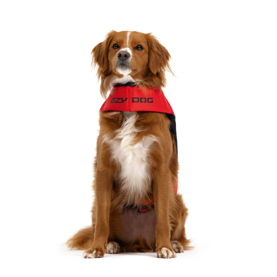 dog wearing red dfd x2 boost life jacket front view