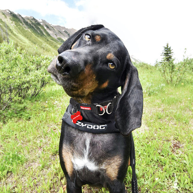 ezydog id tag on double up collar