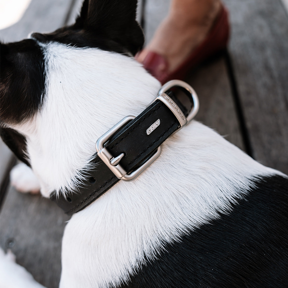 Oxford Leather - Classic Collar