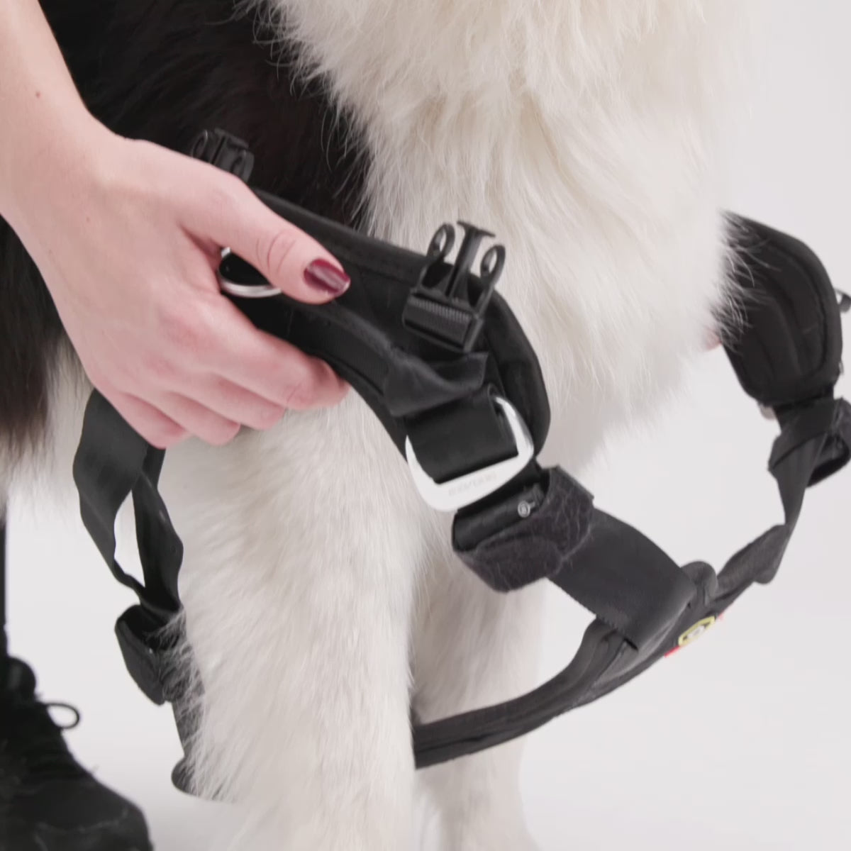 Demo video of fitting EzyDog Drive Dog Car Harness