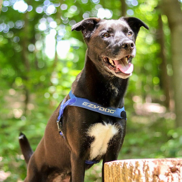 Quick Fit™ Dog Harness