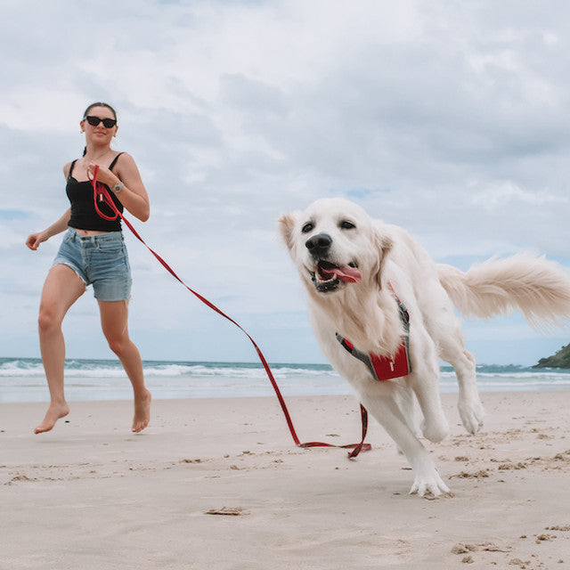 Track 'N' Train™ Leash