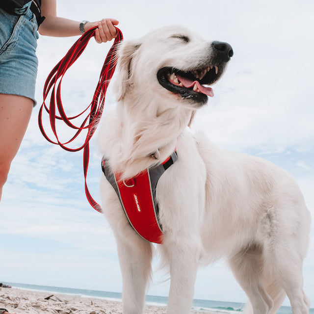 X-Link™ Dog Harness
