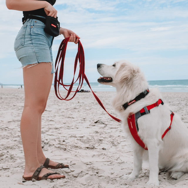 Track 'N' Train™ Leash