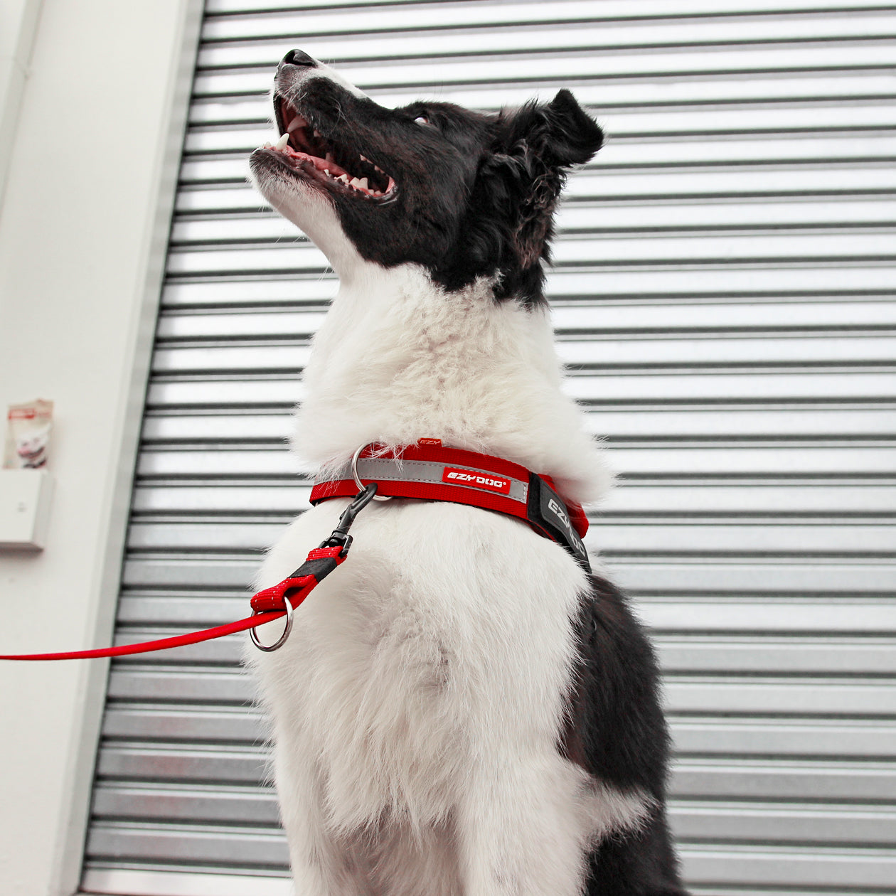 UpFront™ Leash Attachment