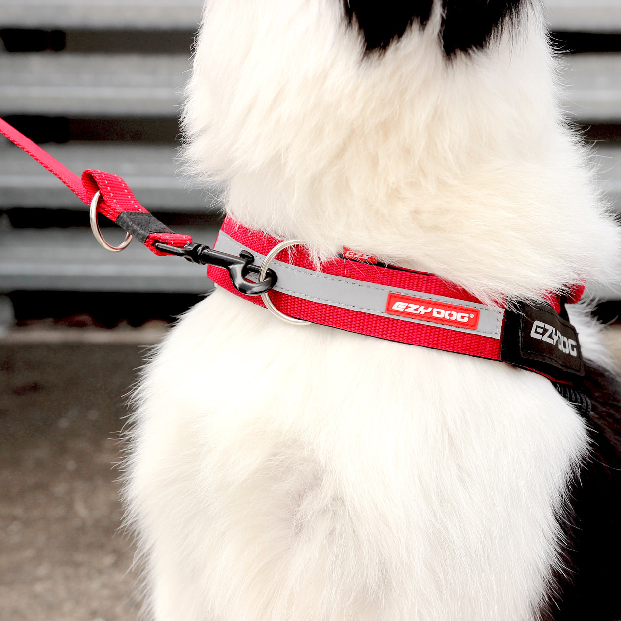 UpFront™ Leash Attachment