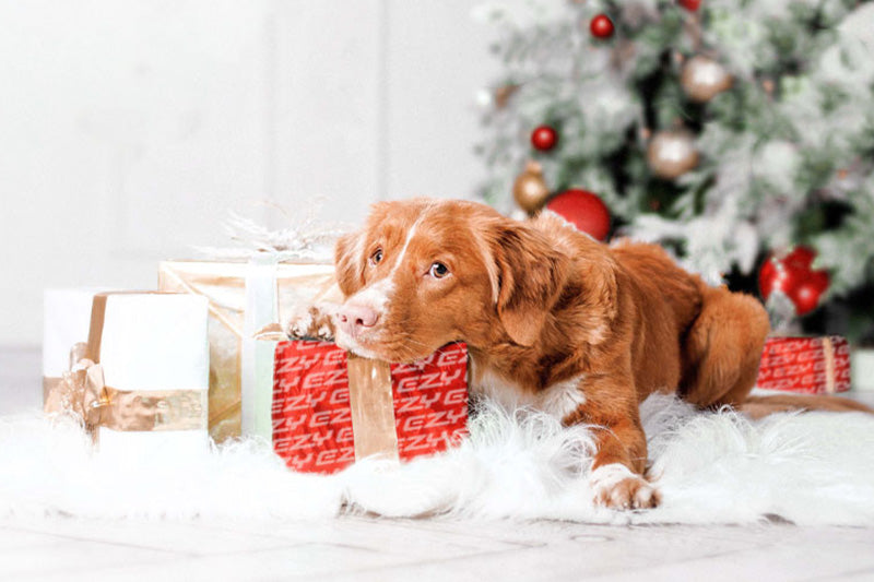 EzyDog 2023 Holiday Gift Guide
