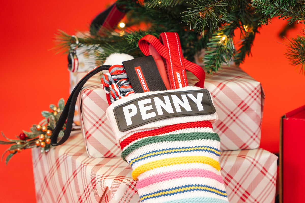 2024 Holiday Gift Guide: Dog Accessories for Your Pup