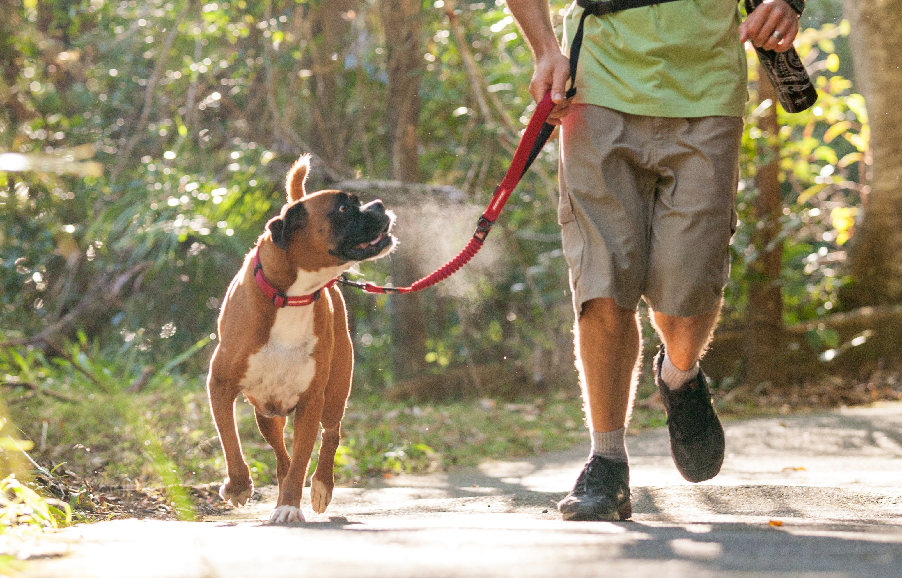 Hiking With Dogs