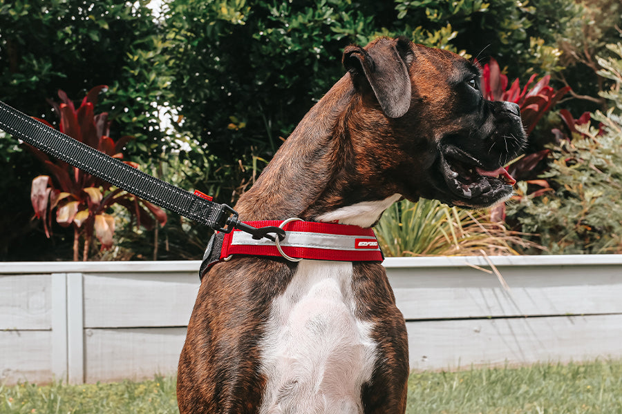 A-dog-wearing-an-upfront-leash-attachment-and-express-dog-harness
