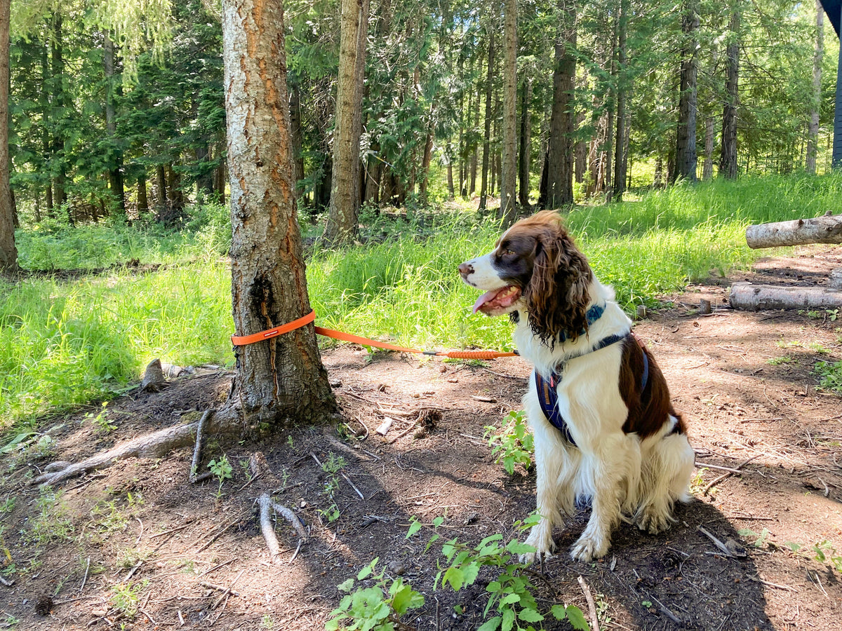 How to Use a Multi-Function Dog Leash: 4 Leash Hacks for Easier Walks