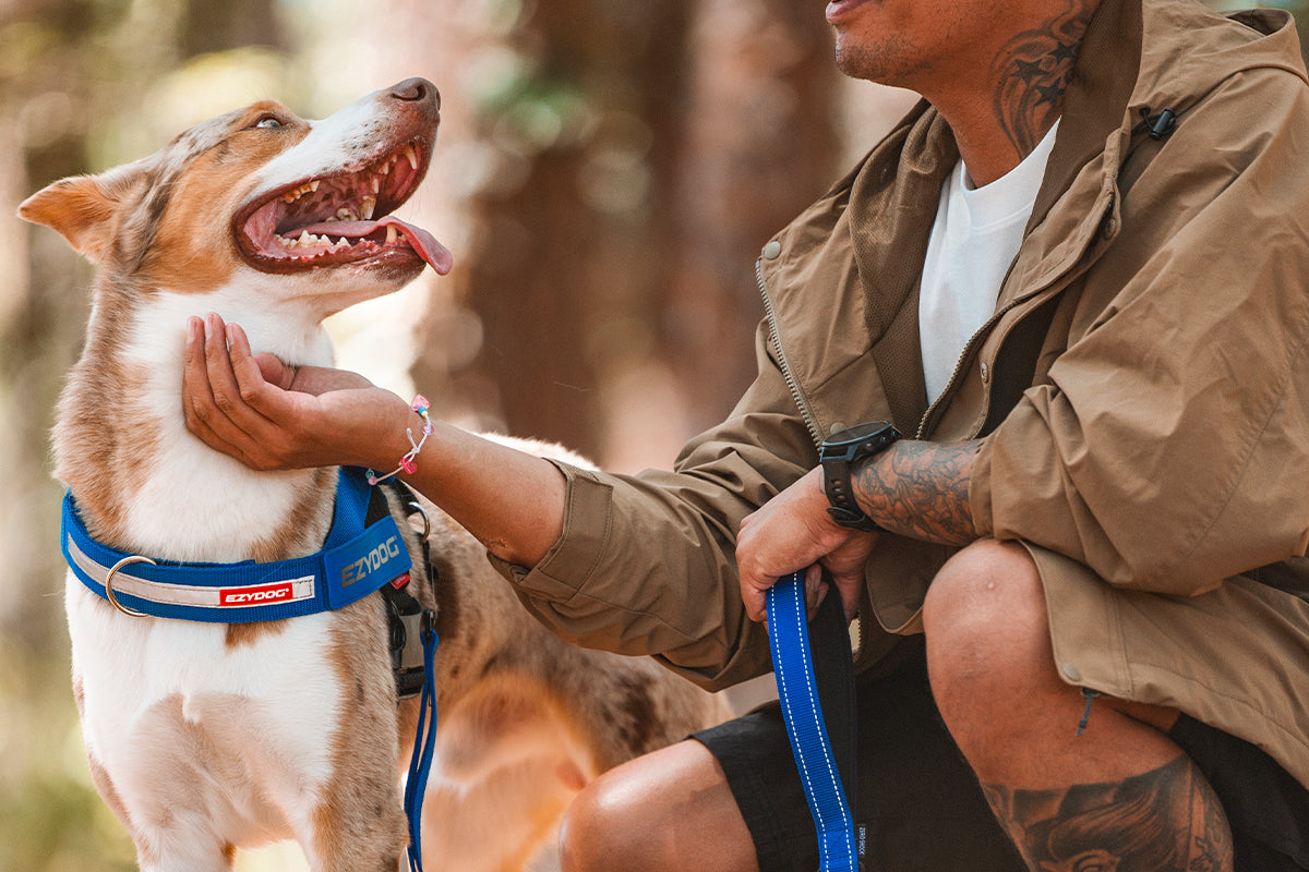 A dog outfitted with the Express Harness, illustrating that is the perfect fit for its breed and personality.