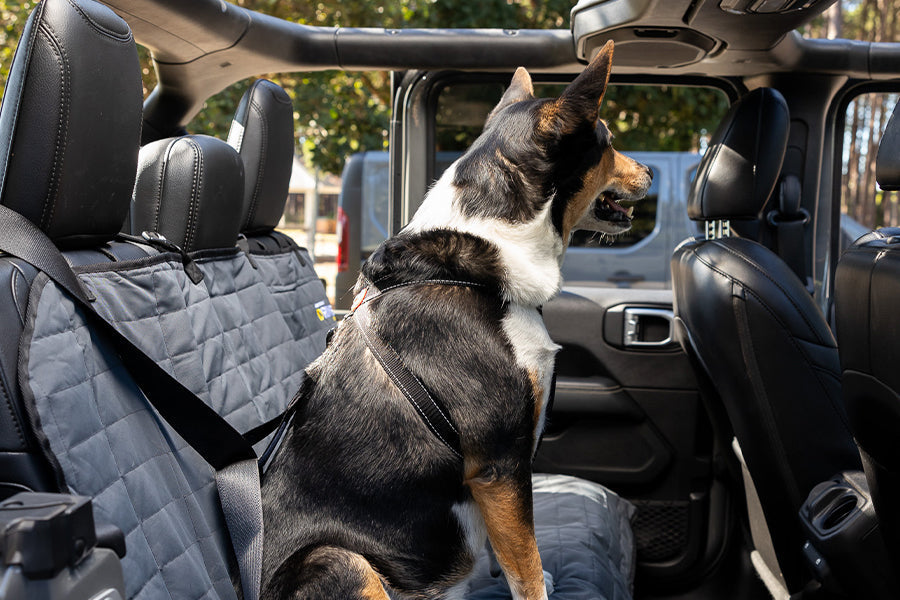 Why Dogs Need Car Restraints: Distraction-Free Safety