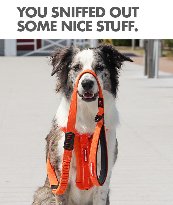 Combinations: Dog Harnesses & Leashes
