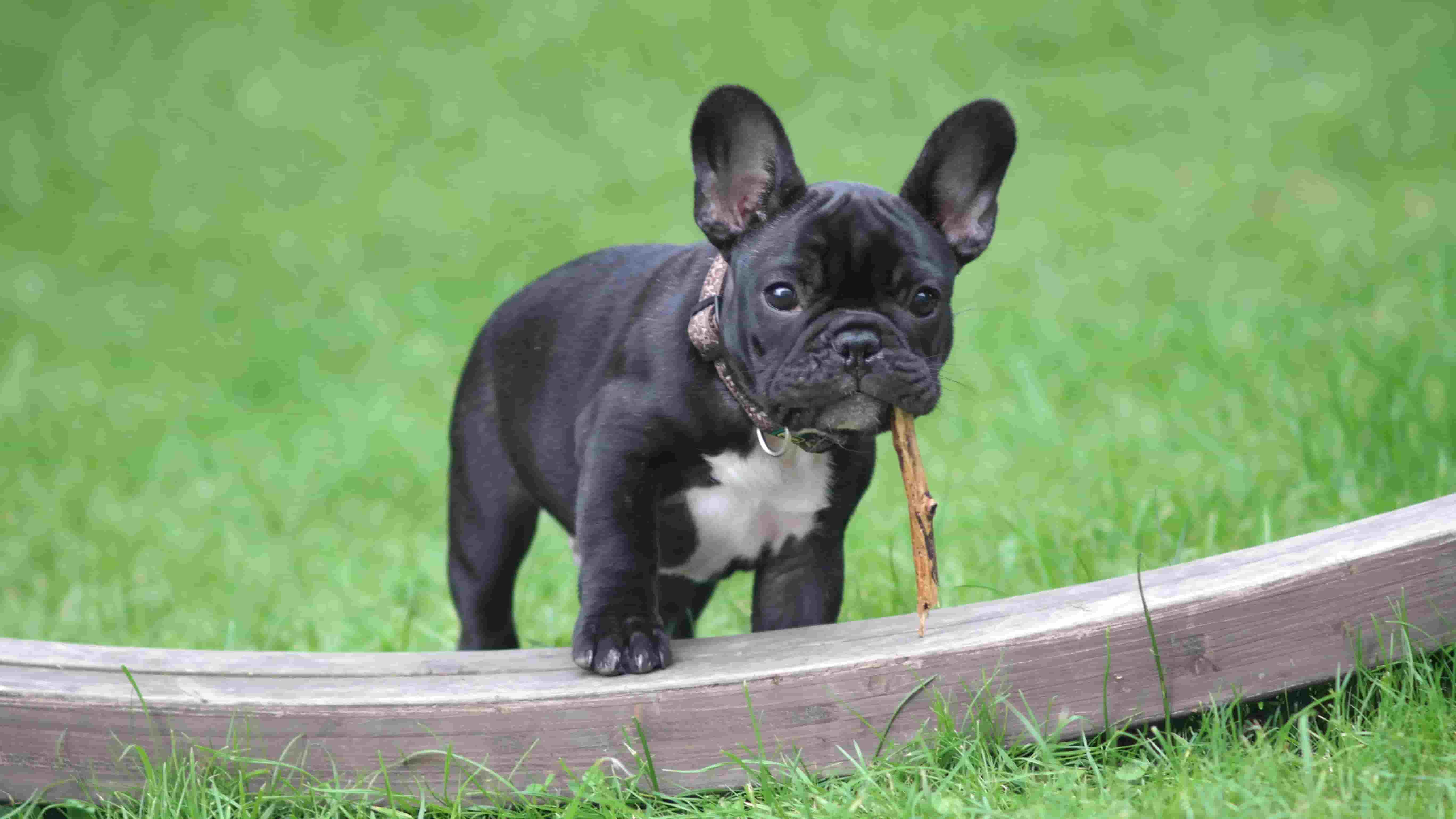 cute frenchie 