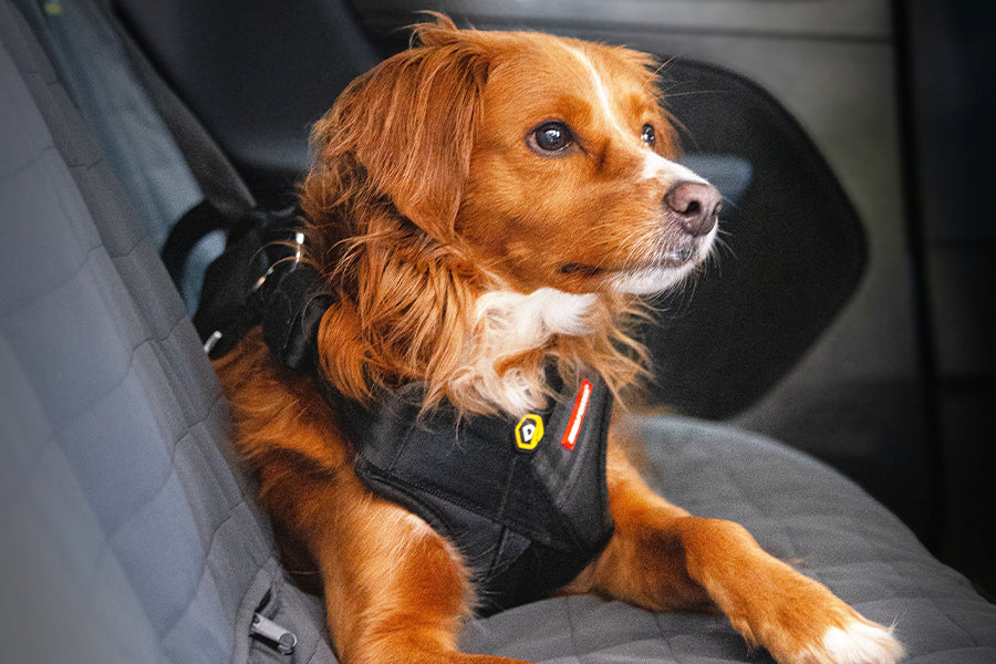 Why a Crash-Tested Dog Car Harness Matters for Every Drive