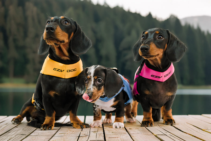 three dogs sitting on a dock wearing different life jackets