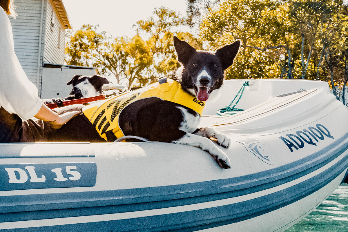 Do dogs need life jackets?