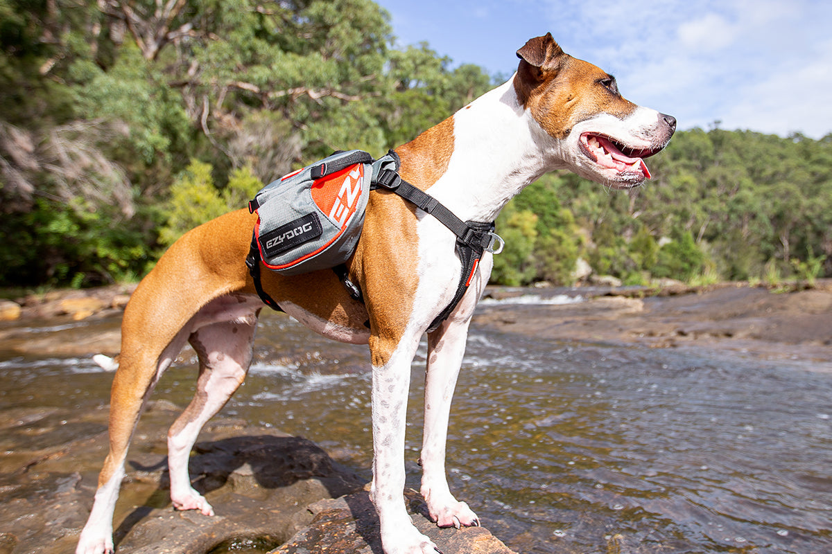 Dog Backpacking Gear List