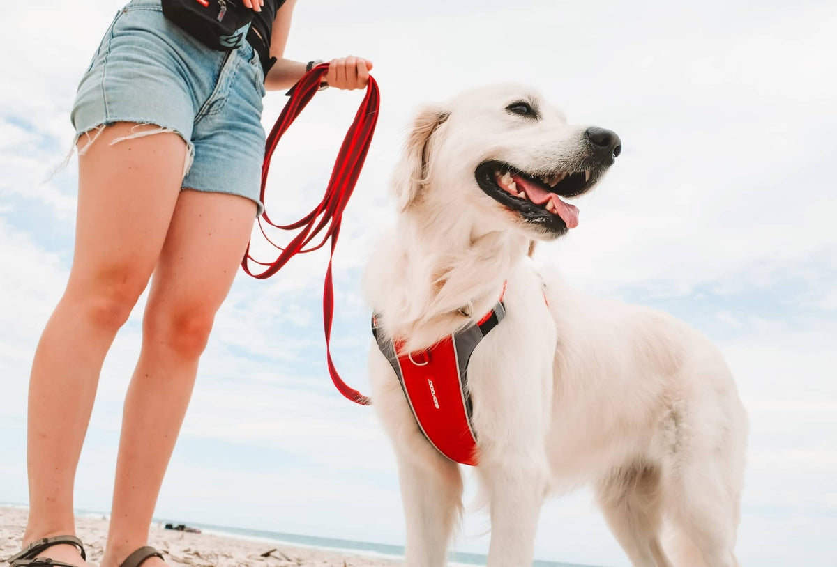 Best No-Pull Dog Harness