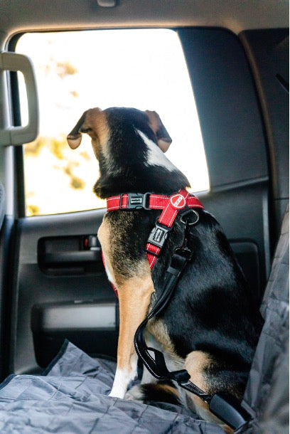 How to Drive Safely with Your Dog