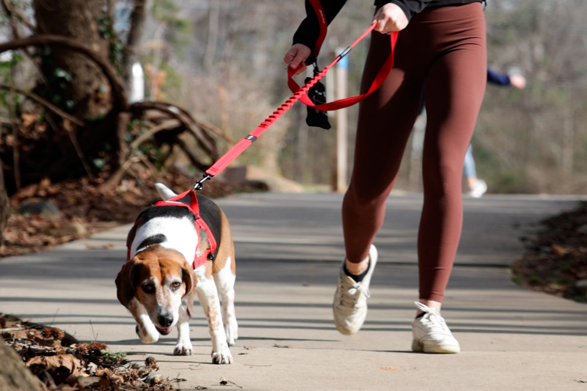 Dog Gear for Strong Pullers