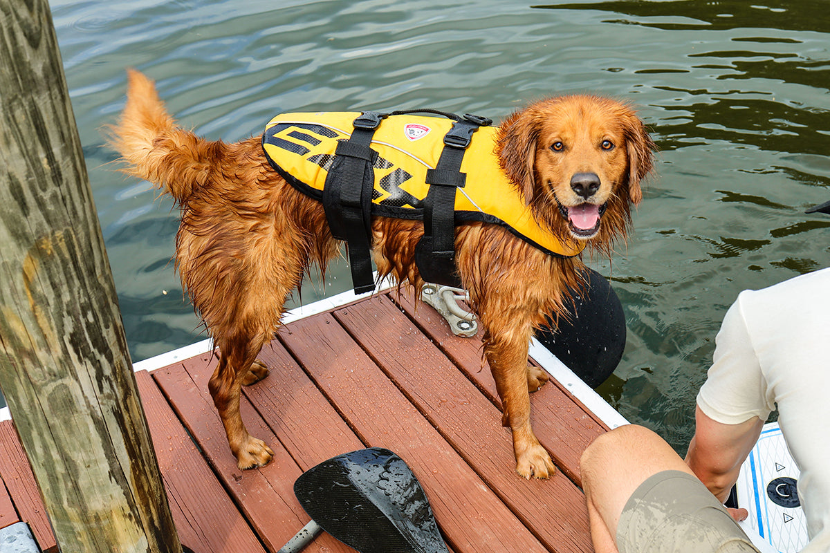 The Ultimate Guide to Dog Water Safety: Keep Your Pup Safe and Happy in the Water
