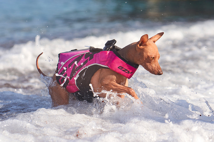Why a Dog Life Jacket Matters More Than You Think