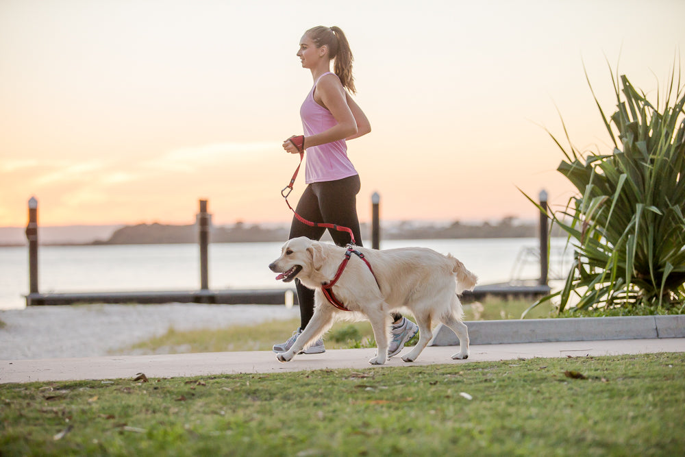Woman jogging with a Golden Retriever wearing a red harness on a boardwalk at sunset – showcasing active, comfortable dog walking gear.