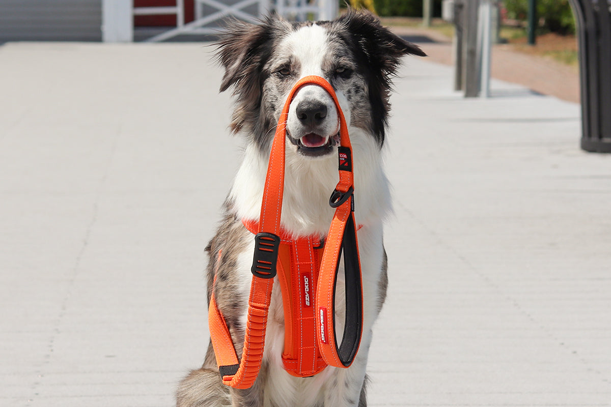 Combinations: Dog Harnesses & Leashes