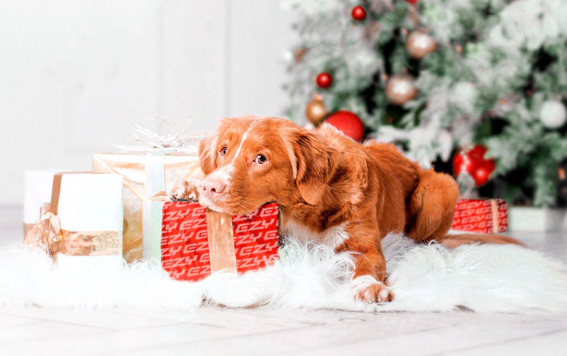 a dog laying down with a stack of presents in ezydog wrapping paper with a christmas tree in the background