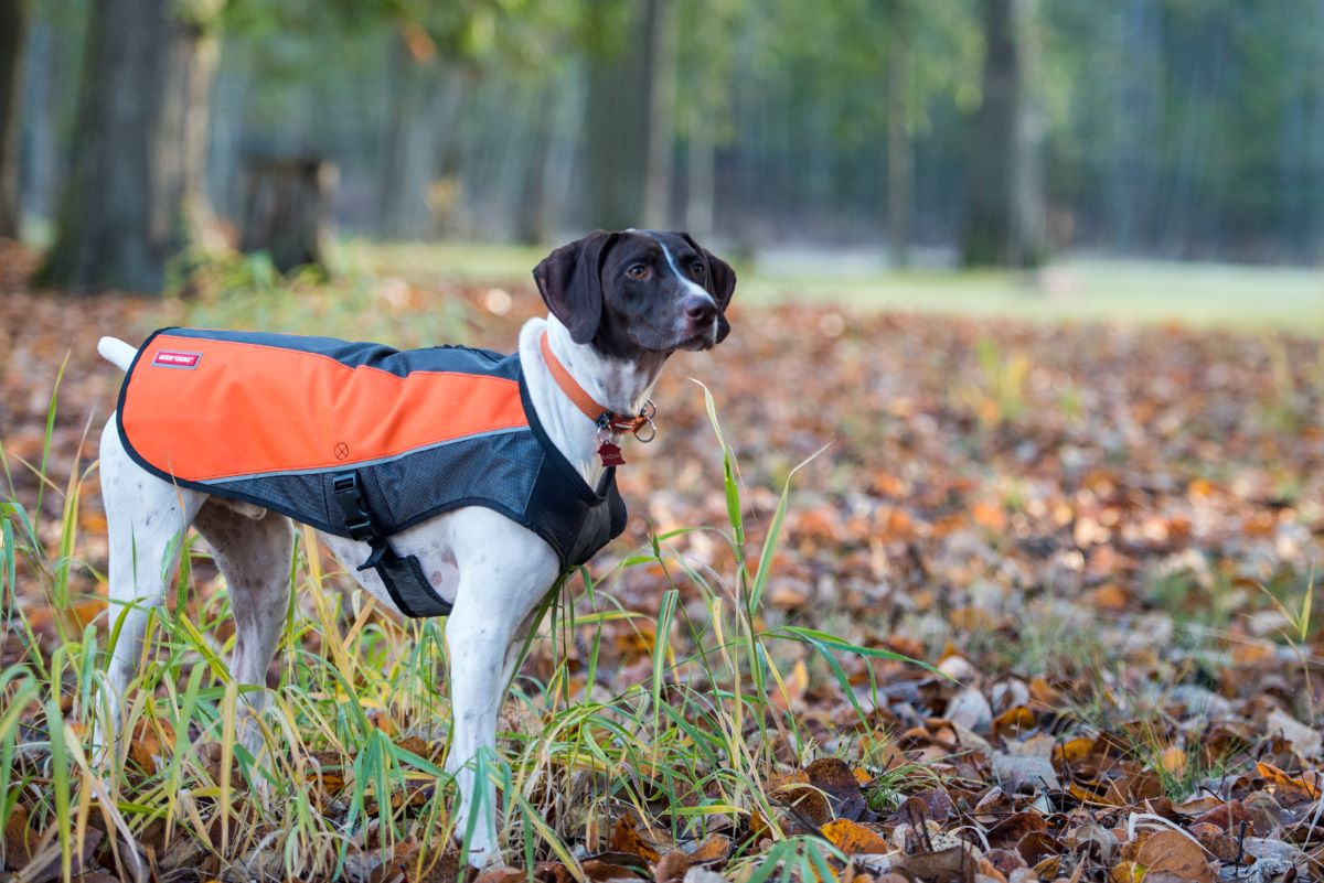 Transitioning Your Pup into Fall: 3 Ways to Ease the Back-to-School Blues