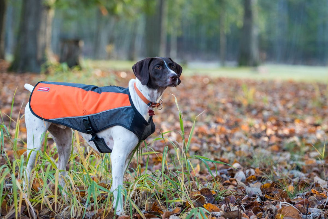 Transitioning Your Pup into Fall: 3 Ways to Ease the Back-to-School Blues