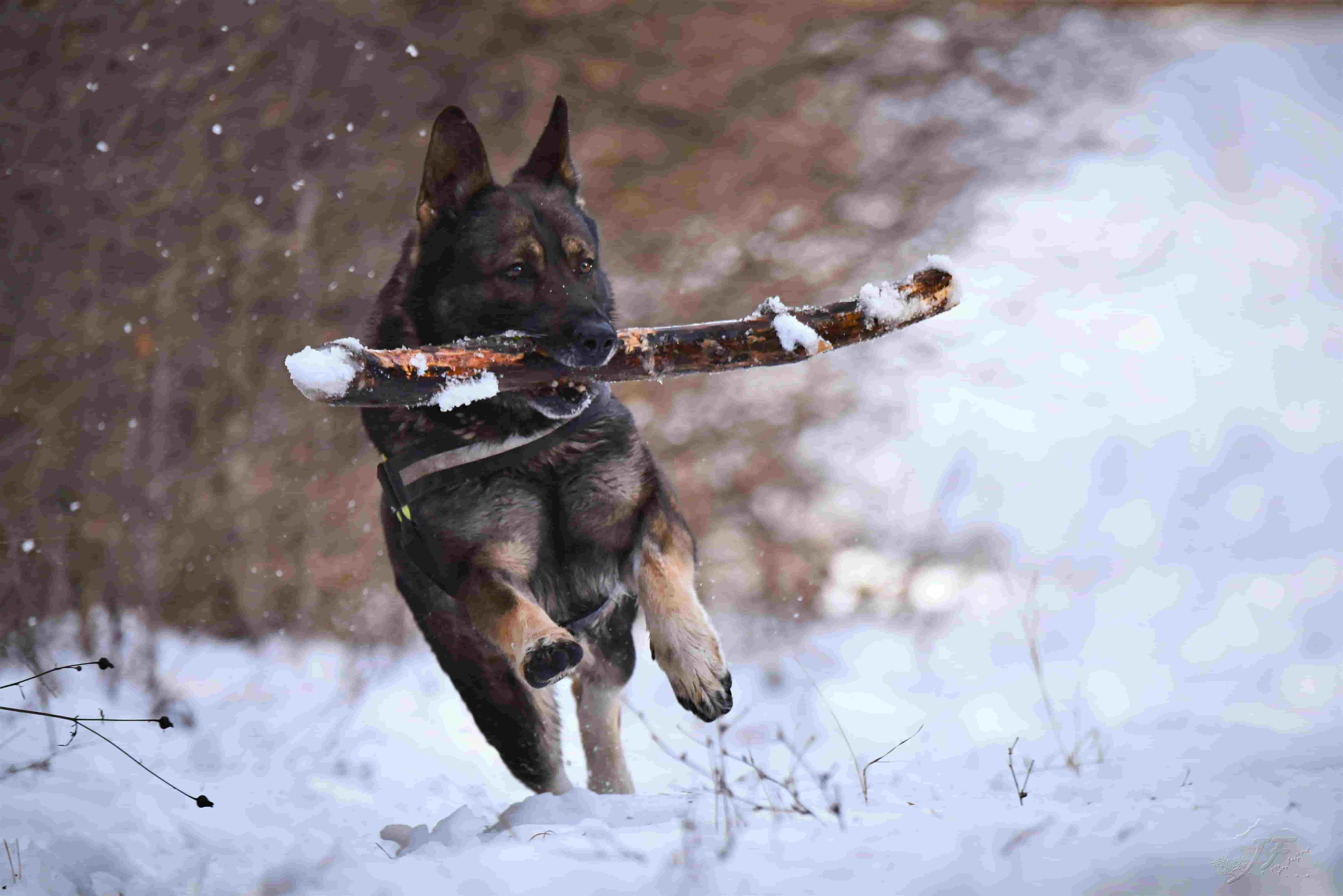 large black dog running in the snow