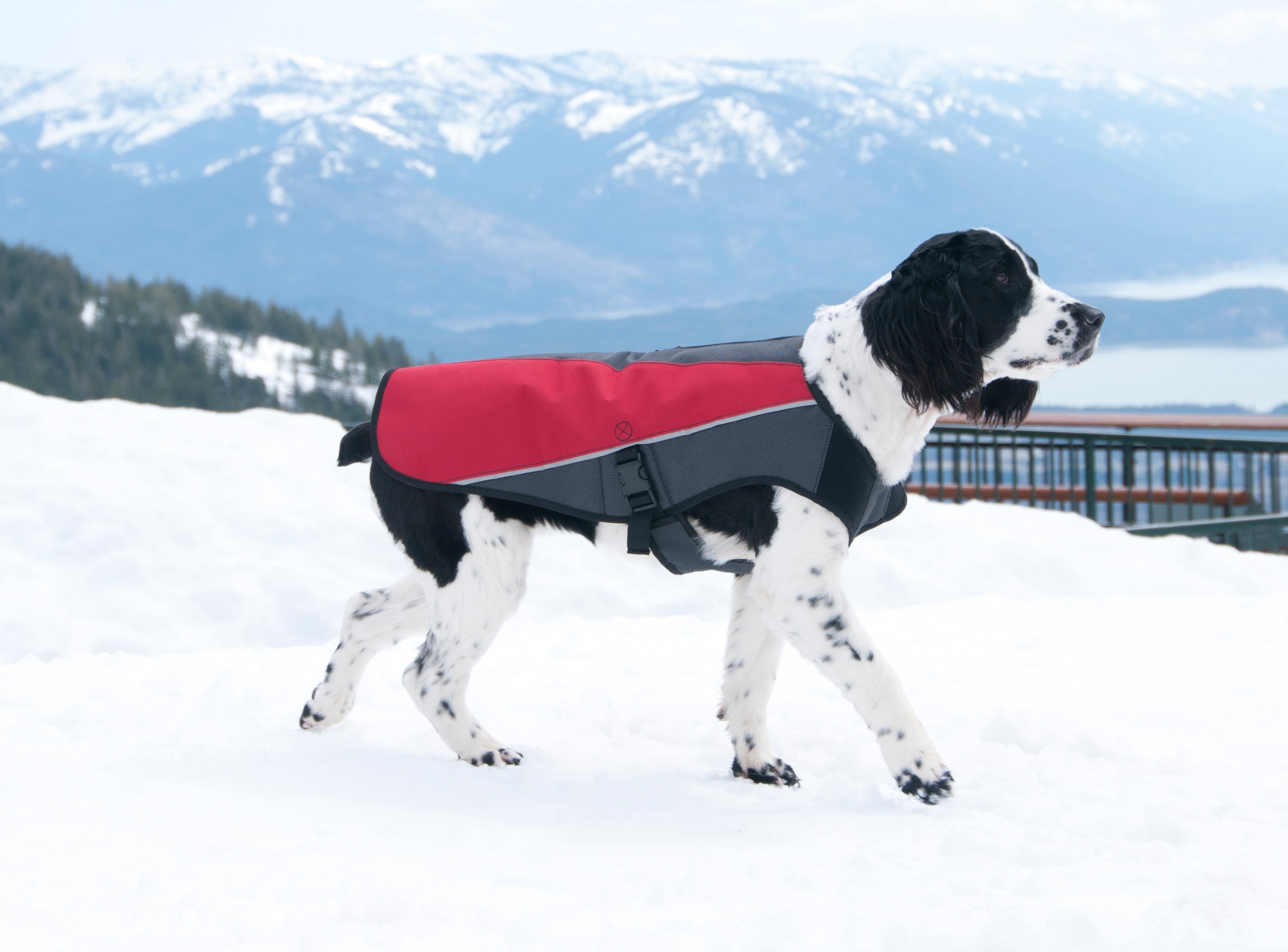 How to Keep Dogs Warm During Winter