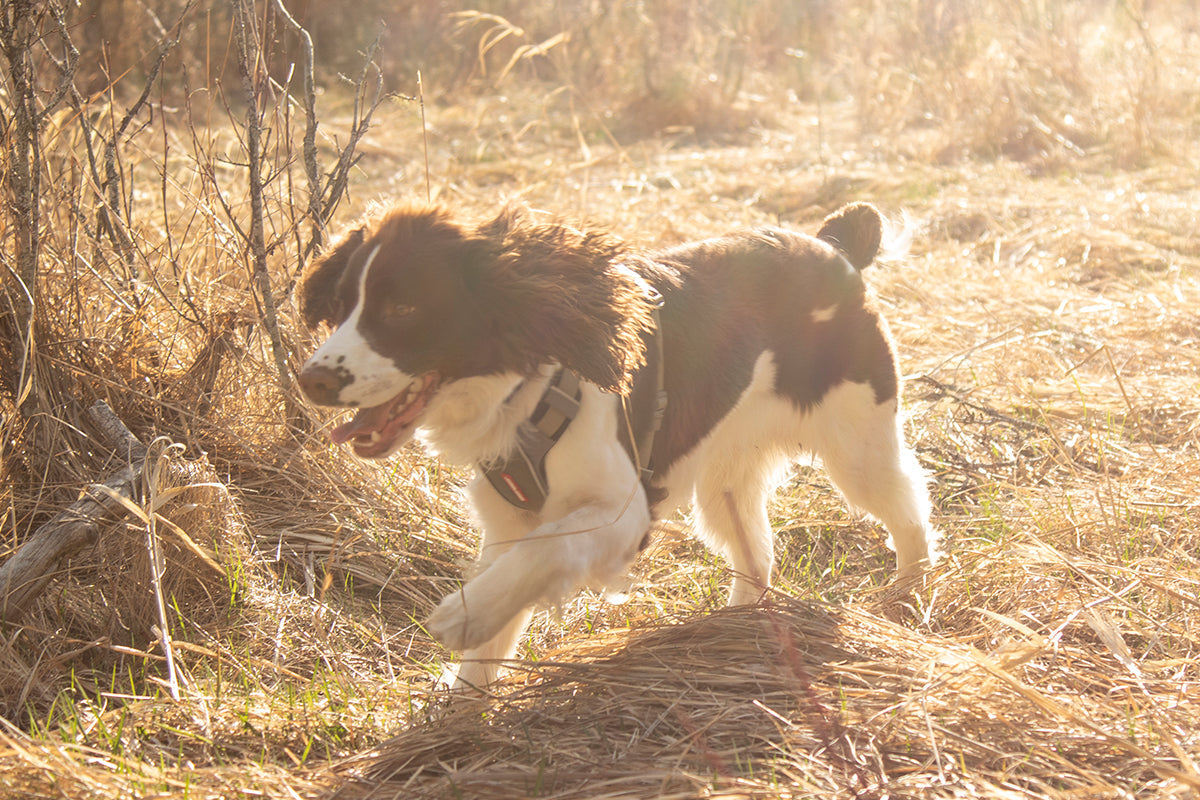 How to Teach Your Dog Recall: Sit, Stay, Come Training Guide