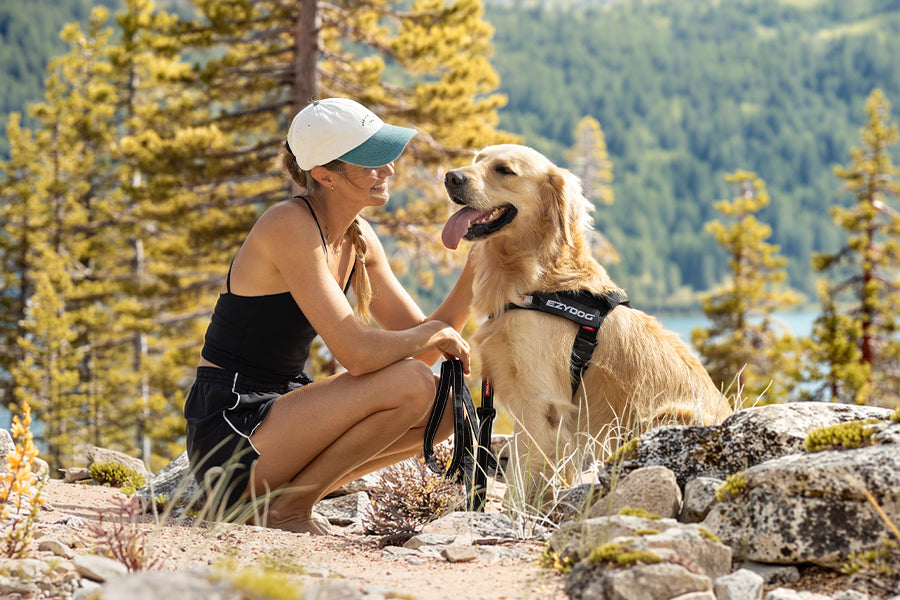 Summer Dog Gear Checklist: What to Pack for Every Adventure