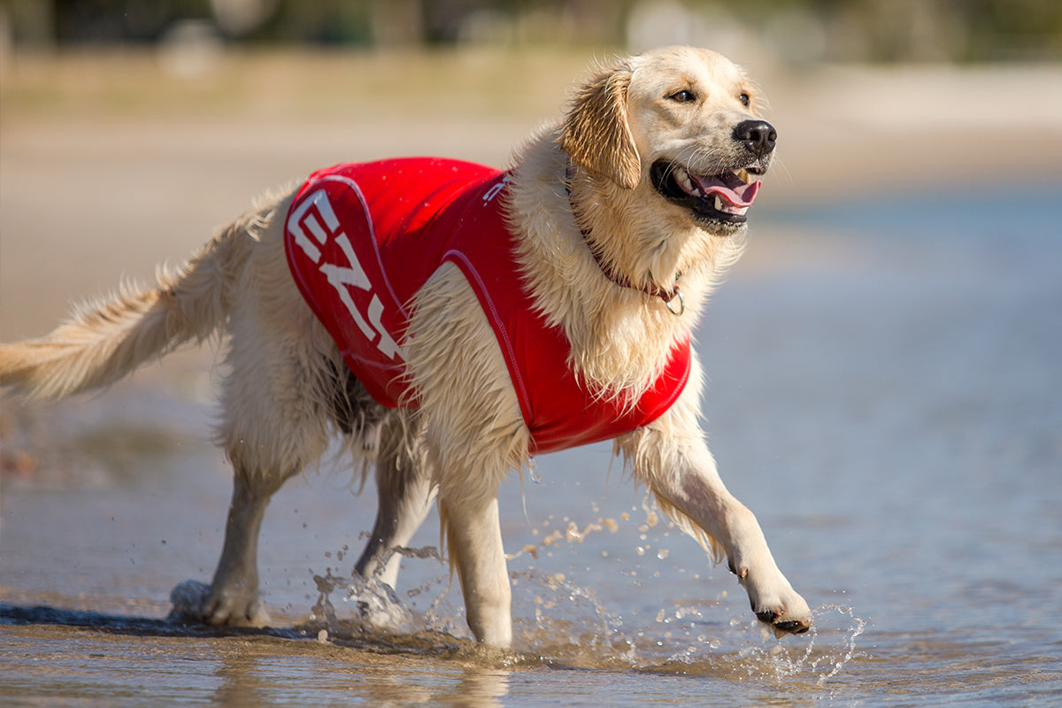 Top 10 Summer Safety Tips for Dogs