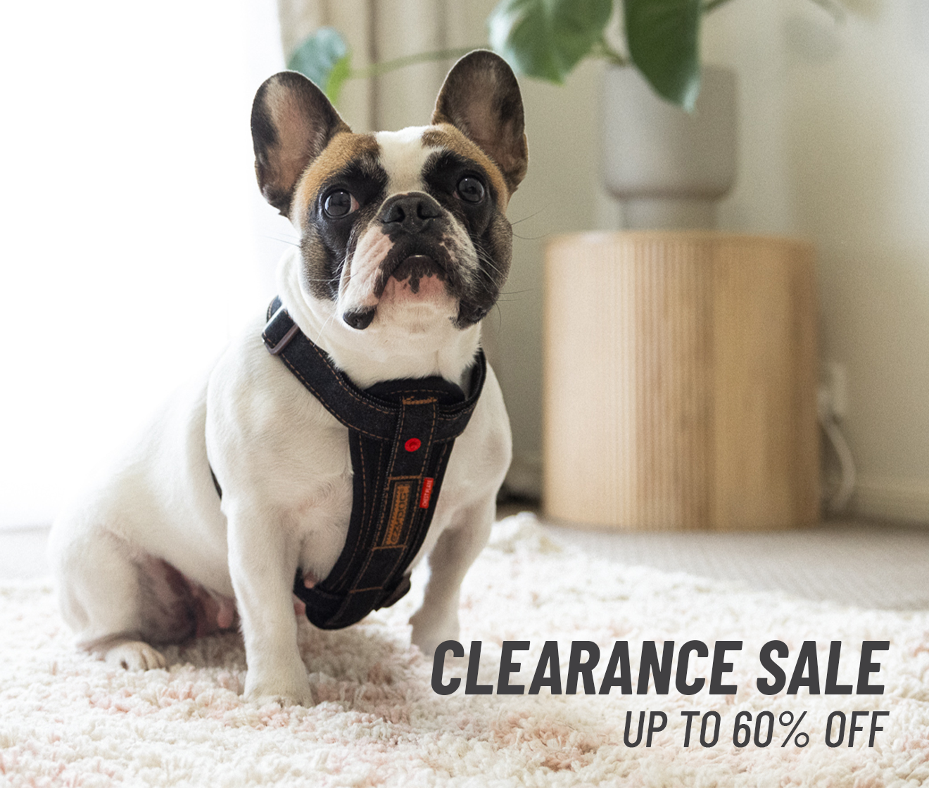 Sale Dog Accessories