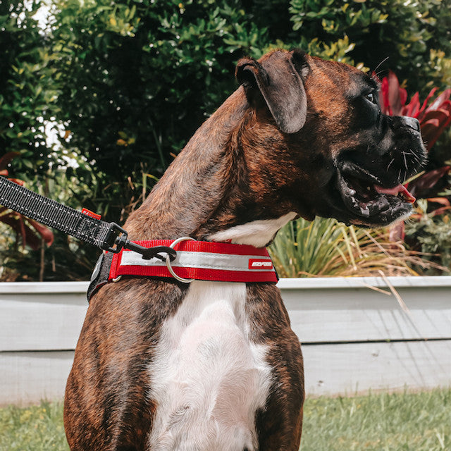 dog on a leash