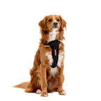 Dog wearing a Black Chest Plate Harness, sitting.