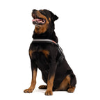 Convert™ Dog Harness