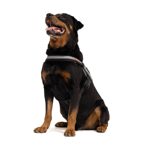 A big dog wearing black convert harness on a white background