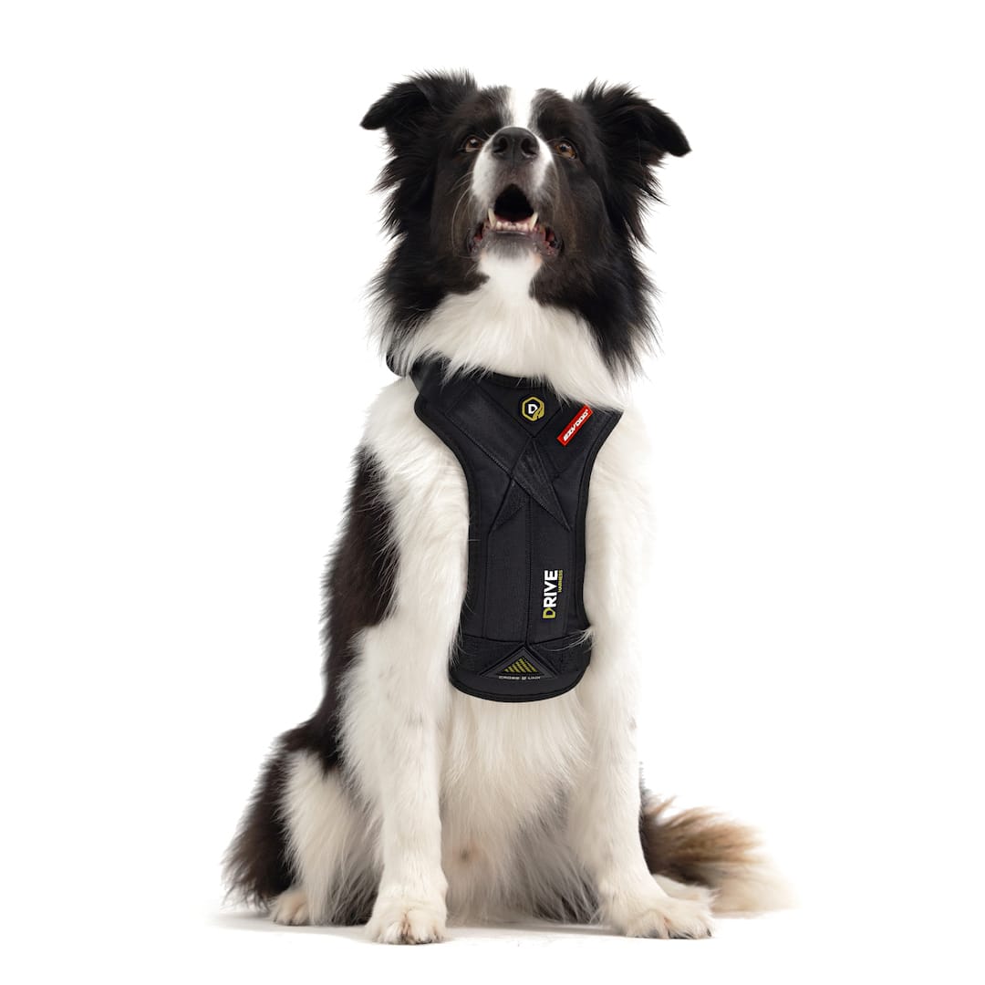 Dog wearing dog car harness
