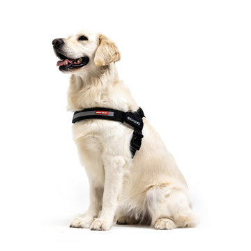 Express™ Dog Harness