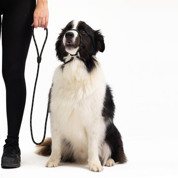 Shop EzyDog Luca Slip Leash | Best Slip Lead for Dogs