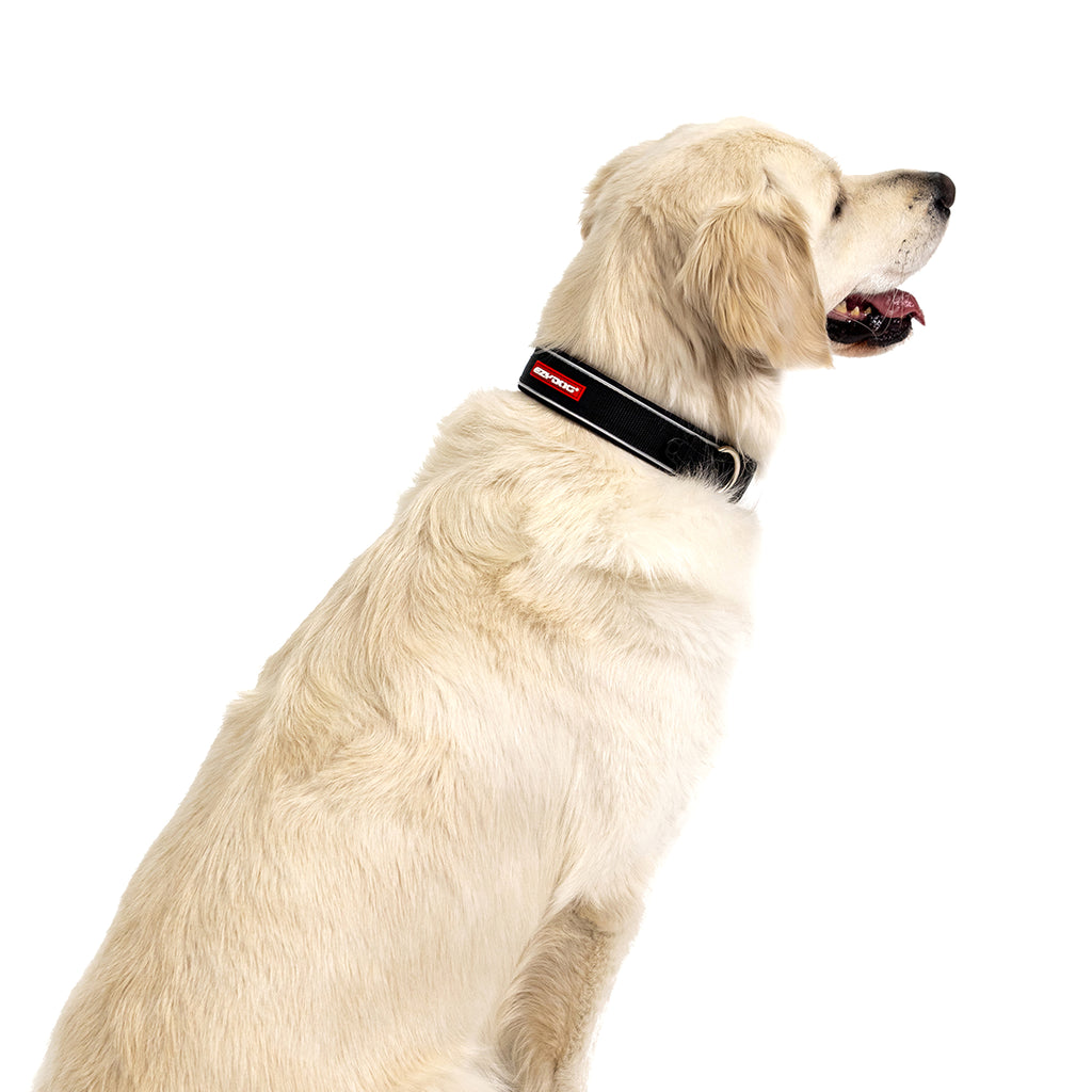 Dog wearing a black collar with a red logo on a white background.