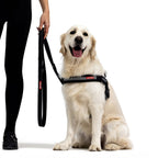 Dog wearing a harness with a person holding a leash on a white background