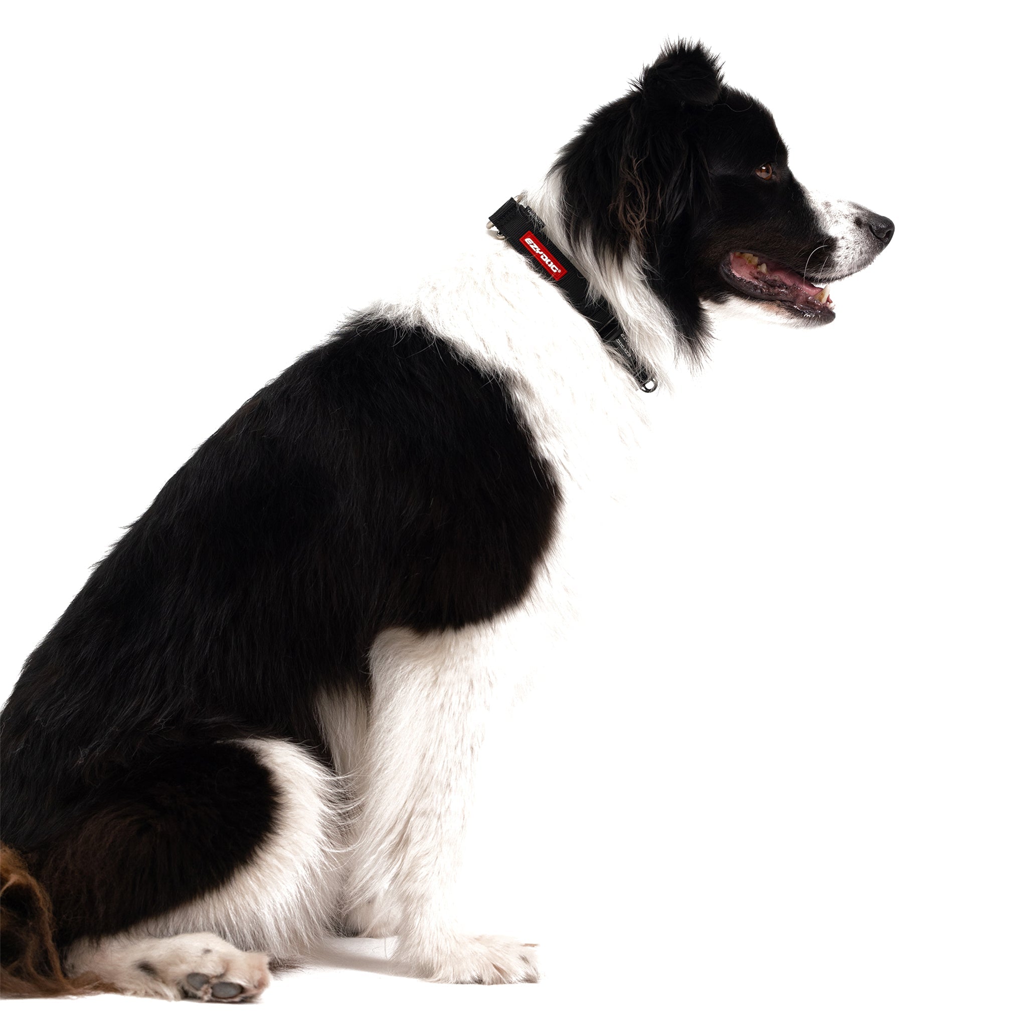 Checkmate™ Collar