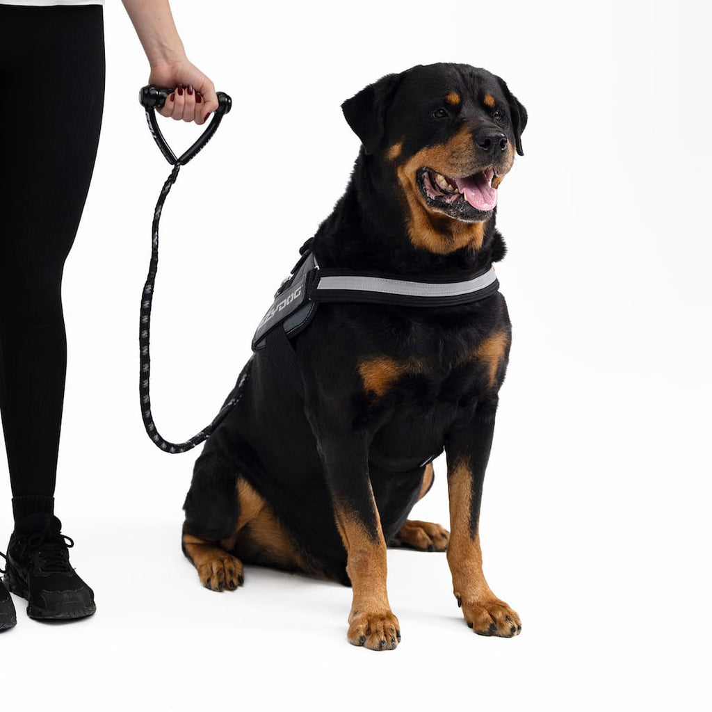 Dog wearing a harness with a person holding a leash on a white background